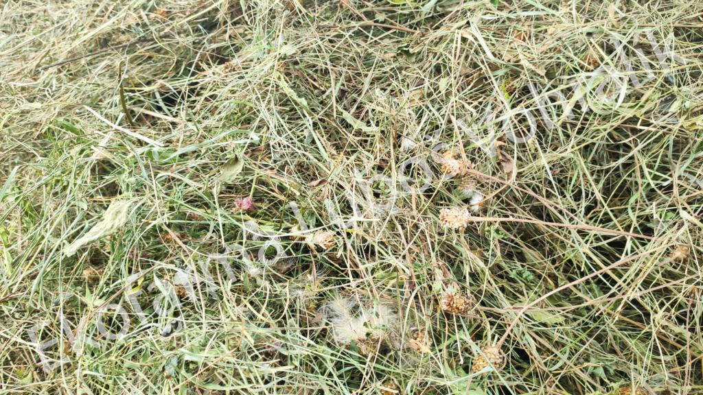 Detail bio sena nejvyšší kvality z rodinné eko farmy s dlouhou tradicí